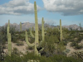 Saguaro Cacti against a mountain backdrop